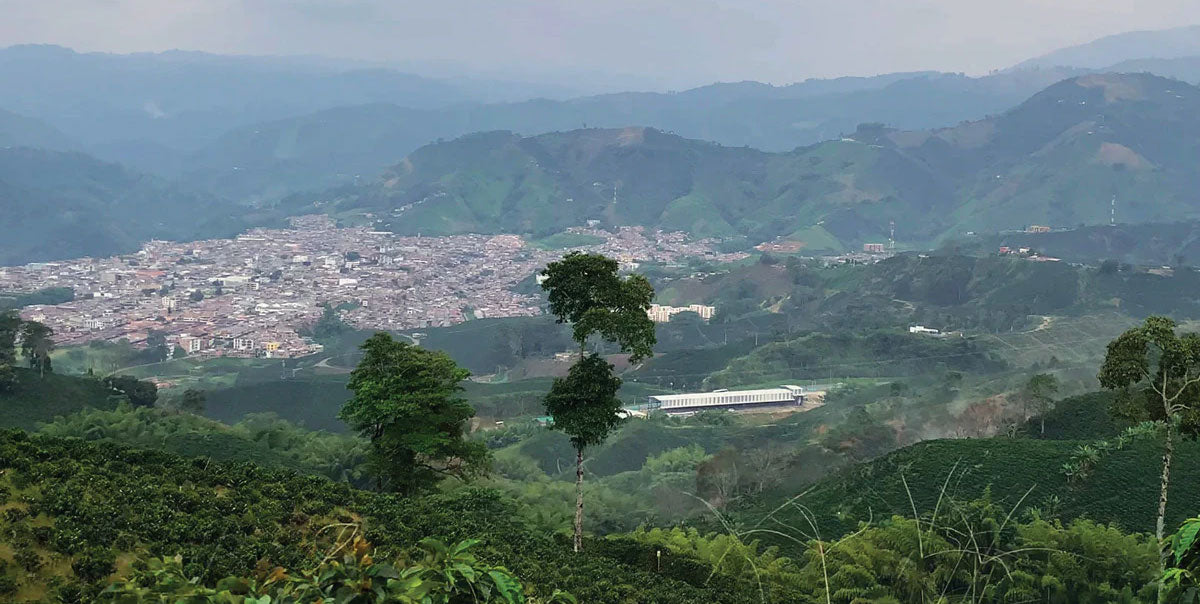 Tour turístico por los campos cafeteros de Colombia