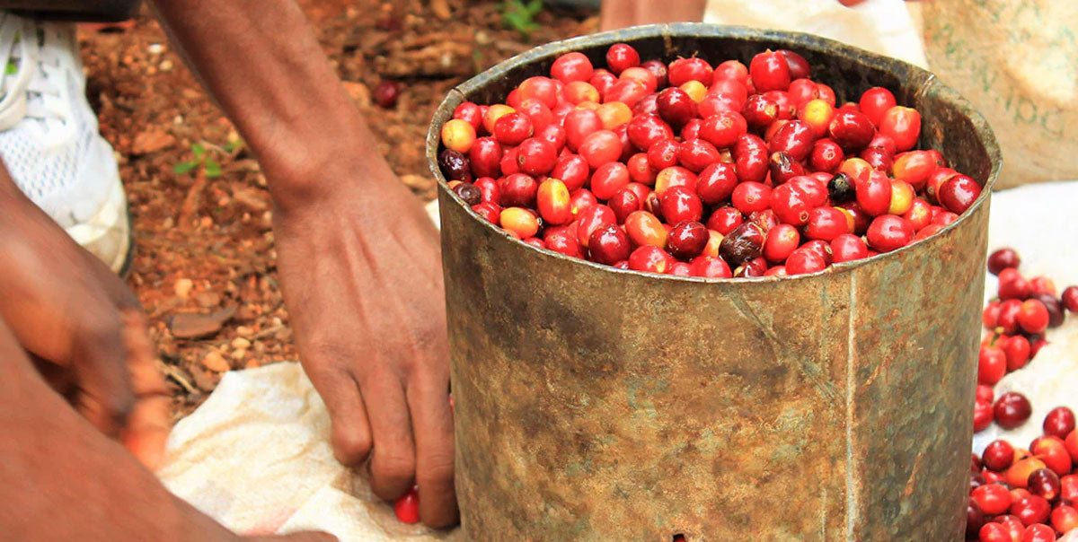 ¿Qué es el café de especialidad?