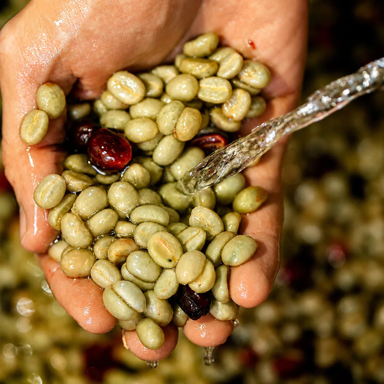 Fermentación anaeróbica en el café: qué es y qué diferencia hace en la taza - La Guashira Specialty Coffee