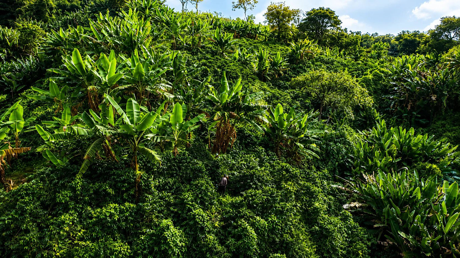 Finca Las Acacias: cómo se cultiva el café a 1.800 metros en Guática, Risaralda - La Guashira Specialty Coffee