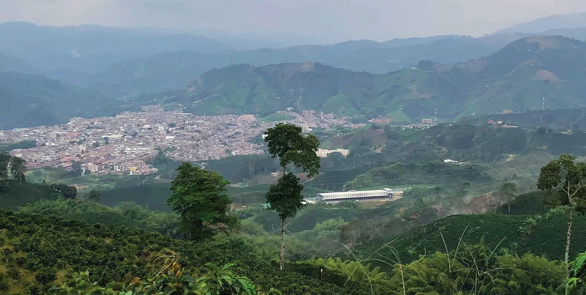 Tour turístico por los campos cafeteros de Colombia - La Guashira Specialty Coffee