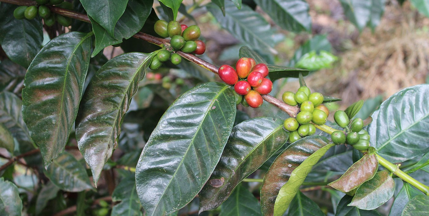 Variedad Gesha: exclusiva y en micro lote - La Guashira Specialty Coffee