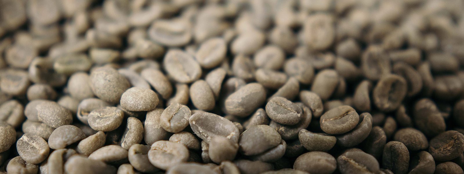 Café Verde de Especialidad - La Guashira Specialty Coffee