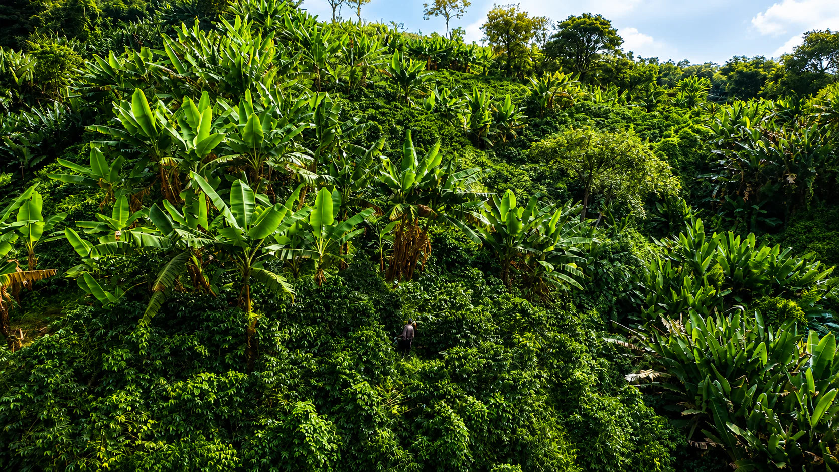 Finca Las Acacias: cómo se cultiva el café a 1.800 metros en Guática, Risaralda - La Guashira Specialty Coffee