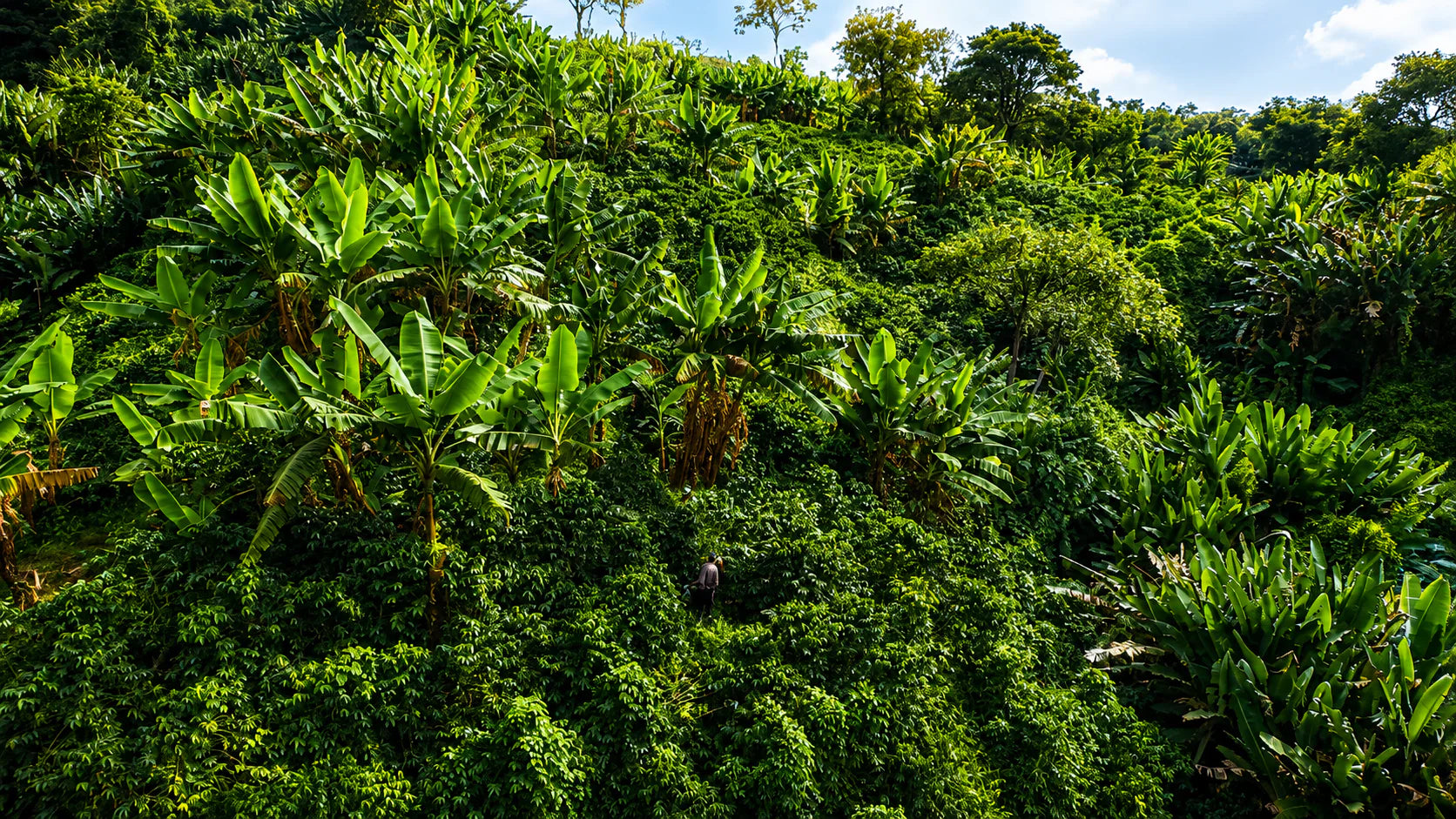 Finca Las Acacias: cómo se cultiva el café a 1.800 metros en Guática, Risaralda - La Guashira Specialty Coffee