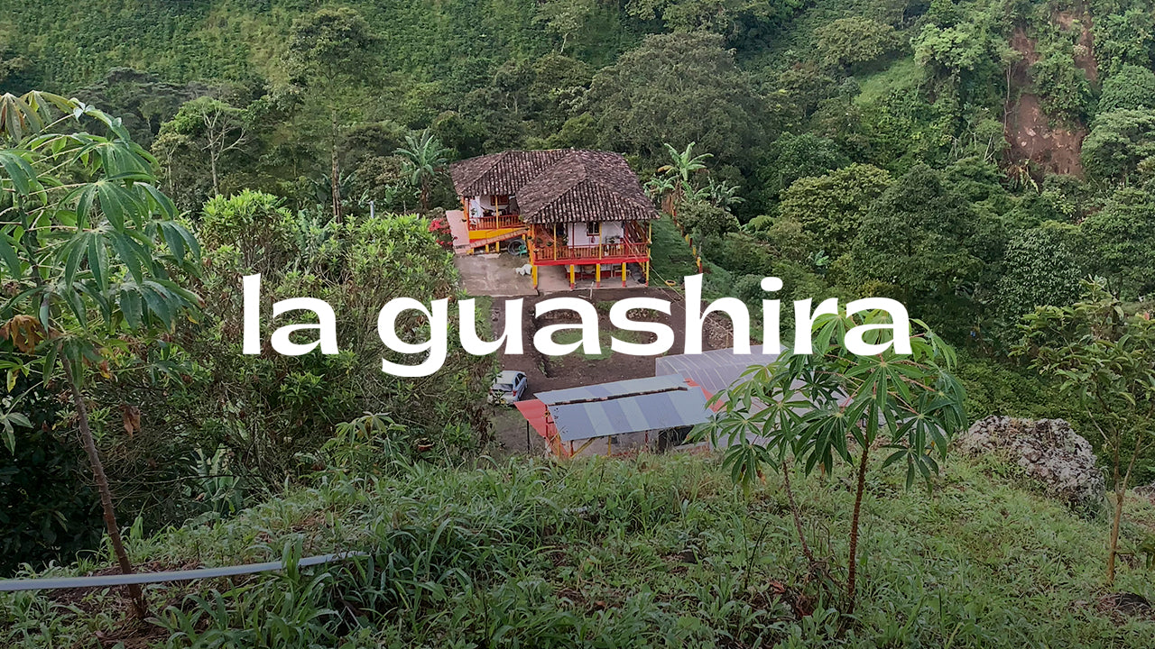 cómo elegir un pack de café de especialiad explicado por La guashira con finca propia en Colombia