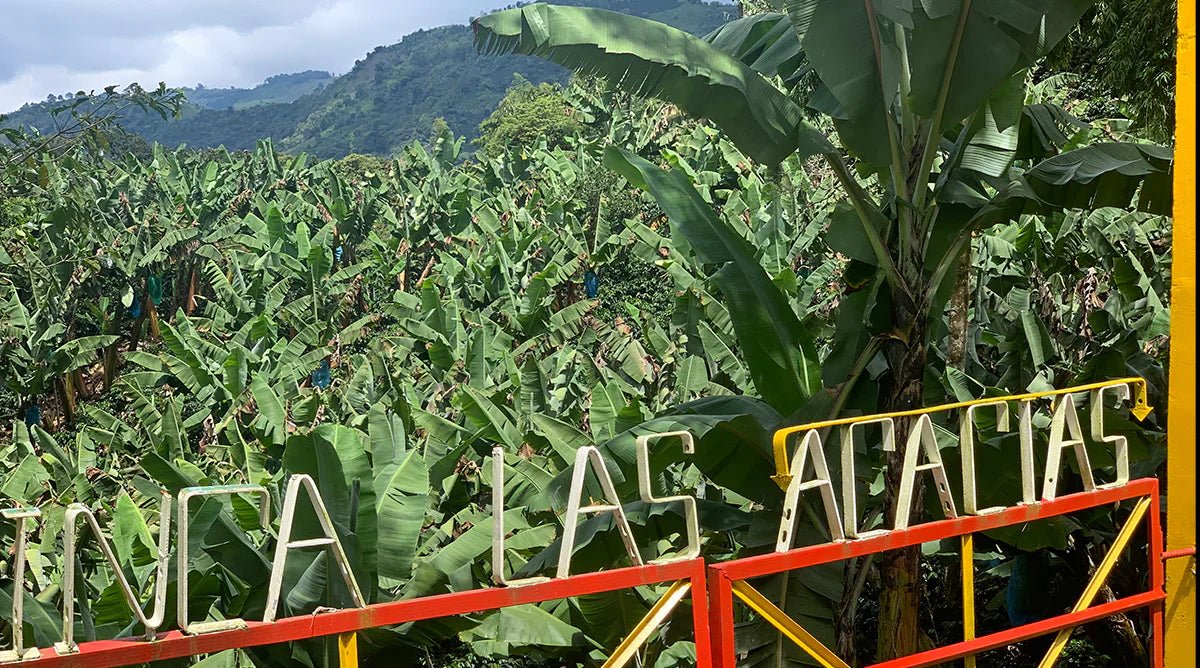 Finca Las Acacias: cómo se cultiva el café a 1.800 metros en Guática, Risaralda - La Guashira Specialty Coffee
