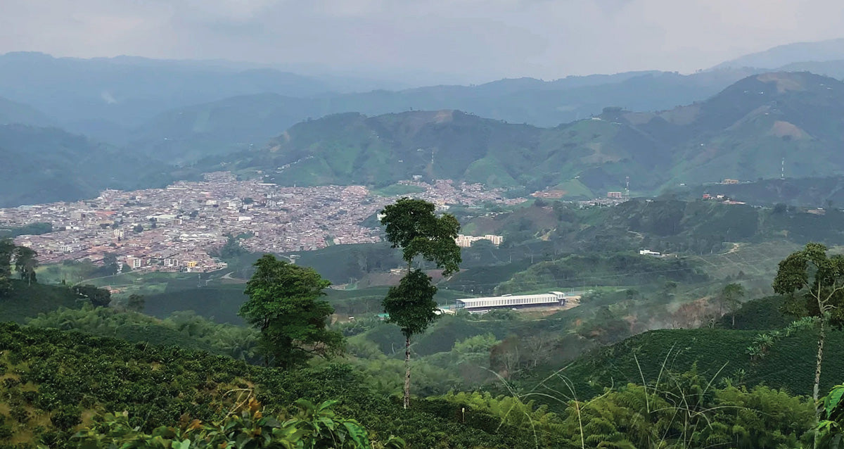 Tour turístico por los campos cafeteros de Colombia
