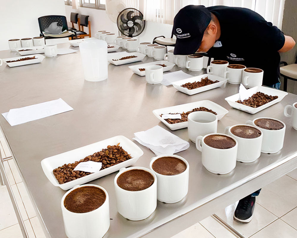 Café lavado, honey y natural: qué cambia en la fermentación y qué notas llegan a la taza