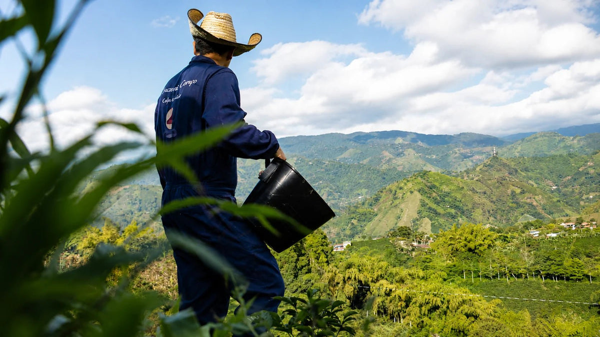 Café de Especialidad con Perfil Frutal - La Guashira Specialty Coffee