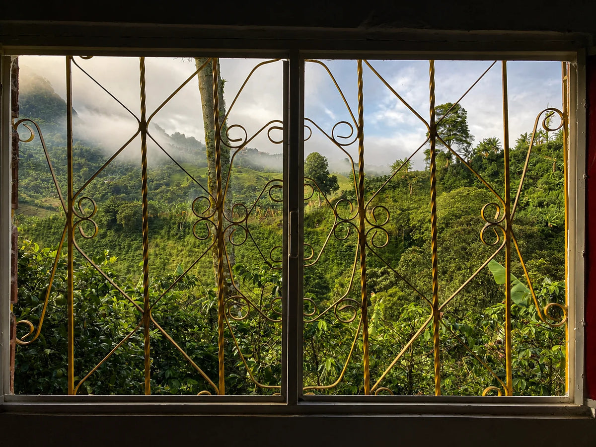 vistas de la fina donde recogemos el café de especialidad para cafetera italiana